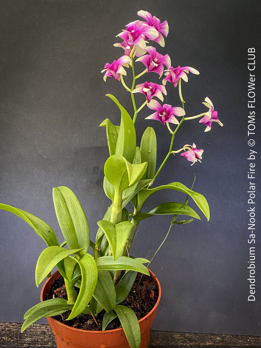 Flowering Dendrobium Sa-Nook ‘Polar Fire’, elegant Thai hybrid Orchid with White and Purple Flowers, organically grown tropical plants for sale at TOMs FLOWer CLUB