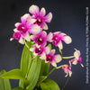 Flowers of Dendrobium Sa-Nook ‘Polar Fire’, elegant Thai hybrid Orchid with White and Purple Flowers, organically grown tropical plants for sale at TOMs FLOWer CLUB