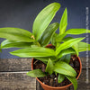 Mature plant of Dendrobium Sa-Nook ‘Polar Fire’, elegant Thai hybrid Orchid with White and Purple Flowers, organically grown tropical plants for sale at TOMs FLOWer CLUB