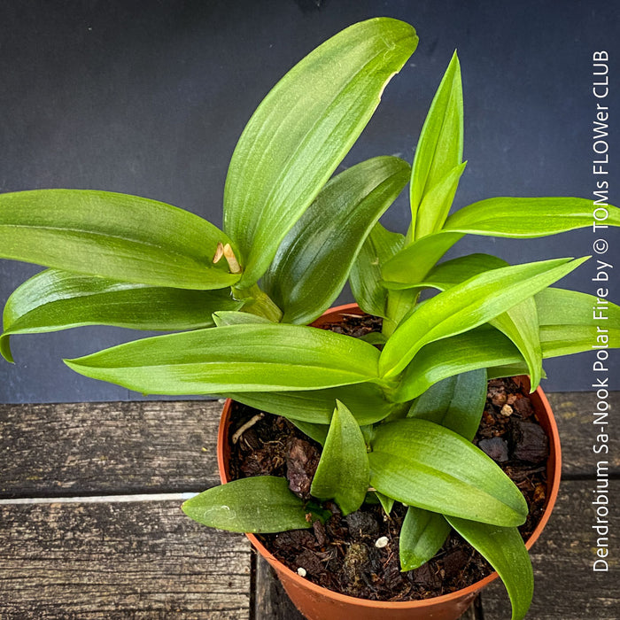 Mature plant of Dendrobium Sa-Nook ‘Polar Fire’, elegant Thai hybrid Orchid with White and Purple Flowers, organically grown tropical plants for sale at TOMs FLOWer CLUB