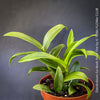 Dendrobium Sa-Nook ‘Polar Fire’, elegant Thai hybrid Orchid with White and Purple Flowers, organically grown tropical plants for sale at TOMs FLOWer CLUB
