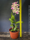 Dendrobium Sa-Nook ‘Polar Fire’, elegant Thai hybrid Orchid with White and Purple Flowers, organically grown tropical plants for sale at TOMs FLOWer CLUB