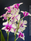 Dendrobium Sa-Nook ‘Polar Fire’, elegant Thai hybrid Orchid with White and Purple Flowers, organically grown tropical plants for sale at TOMs FLOWer CLUB