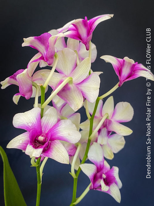Dendrobium Sa-Nook ‘Polar Fire’, elegant Thai hybrid Orchid with White and Purple Flowers, organically grown tropical plants for sale at TOMs FLOWer CLUB
