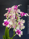Dendrobium Sa-Nook ‘Polar Fire’, elegant Thai hybrid Orchid with White and Purple Flowers, organically grown tropical plants for sale at TOMs FLOWer CLUB