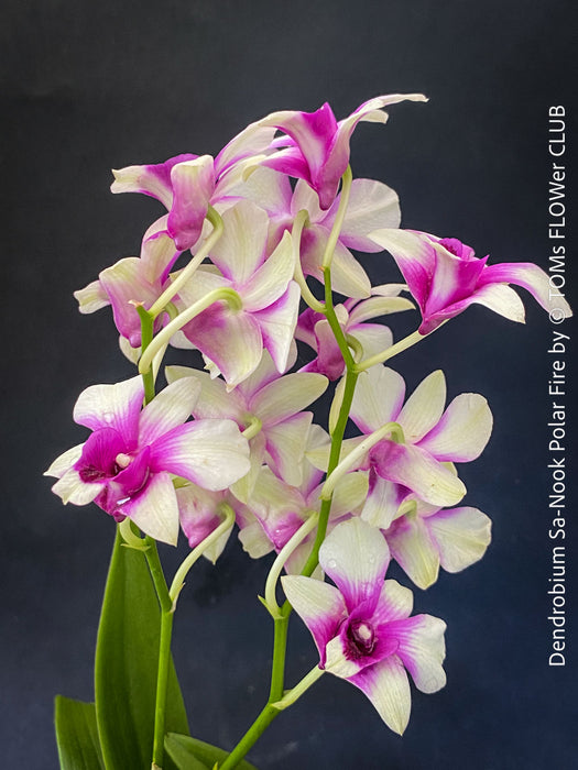 Dendrobium Sa-Nook ‘Polar Fire’, elegant Thai hybrid Orchid with White and Purple Flowers, organically grown tropical plants for sale at TOMs FLOWer CLUB
