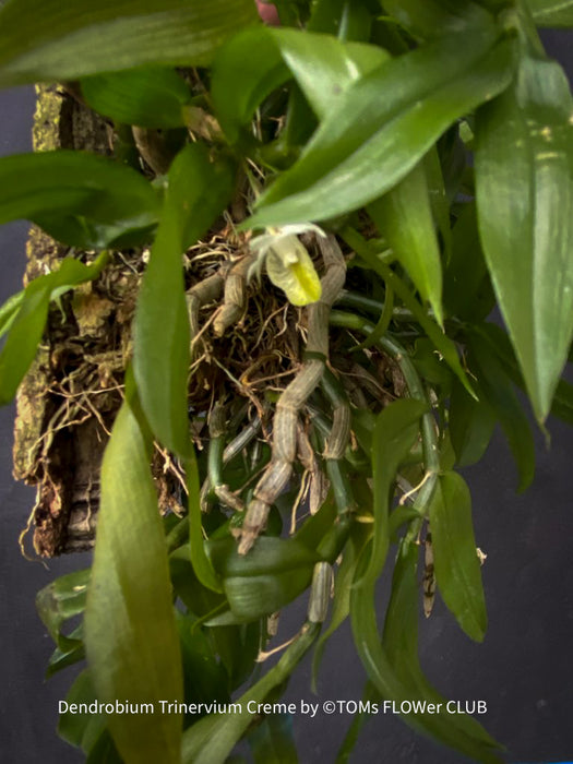Dendrobium Trinervium Creme, yellow flowering orchid, organically grown tropical plants for sale at TOMsFLOWer CLUB.