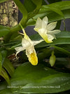 Dendrobium Trinervium Creme, yellow flowering orchid, organically grown tropical plants for sale at TOMsFLOWer CLUB.