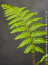 Dicksonia Antartica, tree fern, organically grown tropical plants for sale at TOMs FLOWer CLUB.