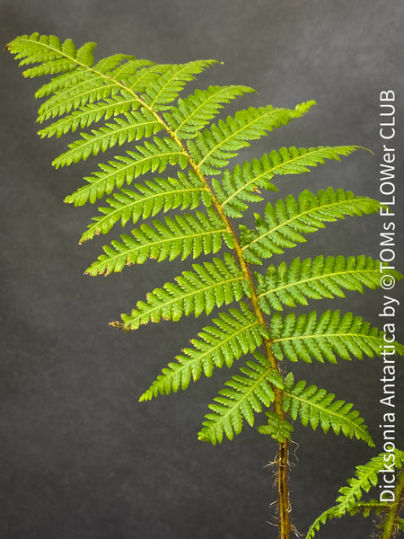 Dicksonia Antartica, tree fern, organically grown tropical plants for sale at TOMs FLOWer CLUB.