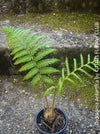 Dicksonia Antartica, tree fern, organically grown tropical plants for sale at TOMs FLOWer CLUB.