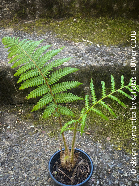 Dicksonia Antartica, tree fern, organically grown tropical plants for sale at TOMs FLOWer CLUB.