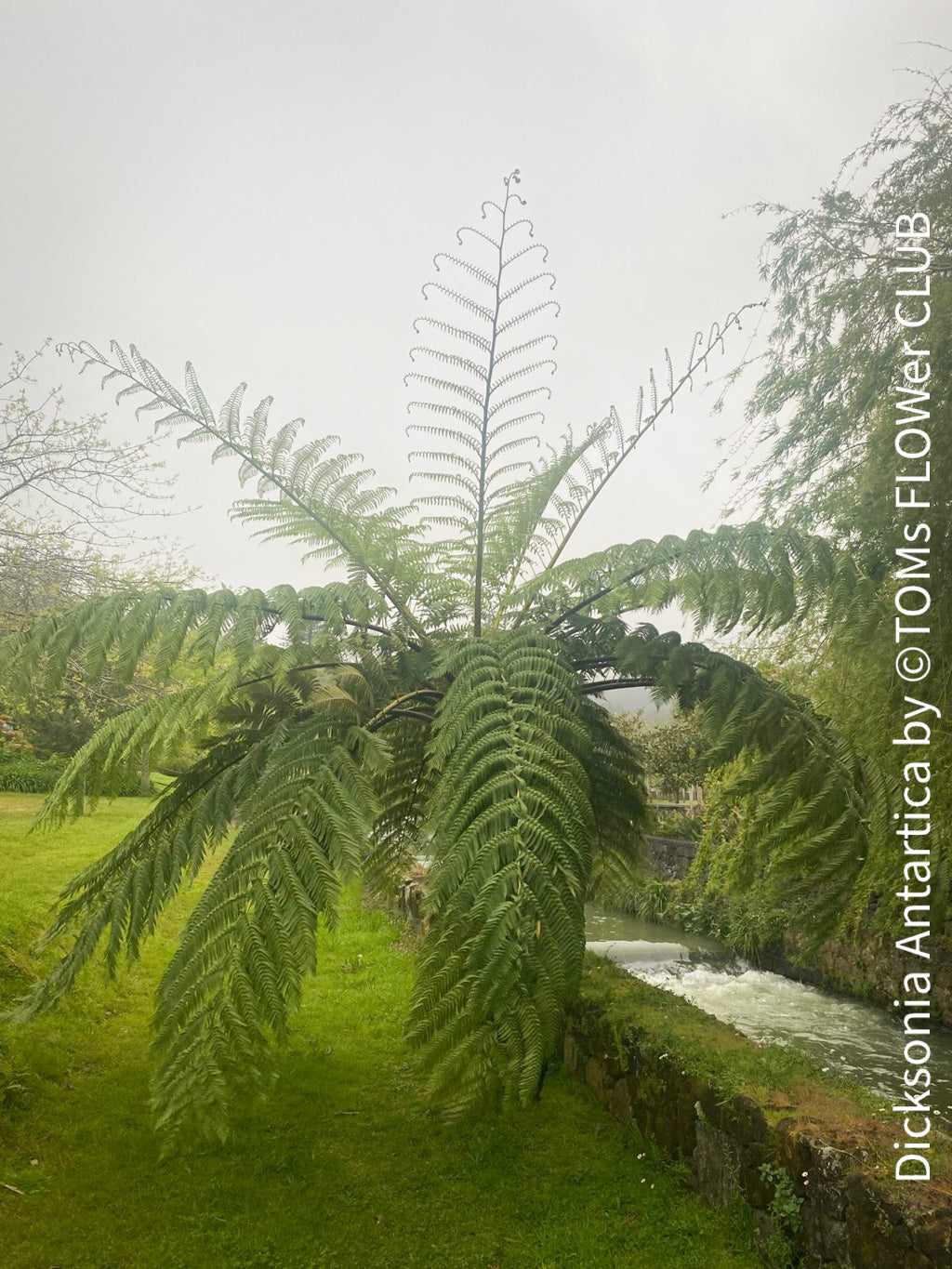 Dicksonia Antartica - tree fern | organically grown tropical