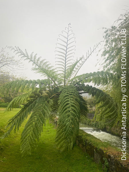 Dicksonia Antartica, tree fern, organically grown tropical plants for sale at TOMs FLOWer CLUB.