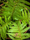 Dicksonia Antartica, tree fern, organically grown tropical plants for sale at TOMs FLOWer CLUB.