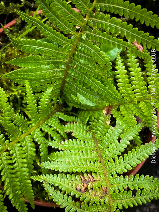 Dicksonia Antartica, tree fern, organically grown tropical plants for sale at TOMs FLOWer CLUB.