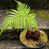 Dicksonia Antartica, tree fern, organically grown tropical plants for sale at TOMs FLOWer CLUB.