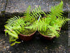 Dicksonia Antartica, tree fern, organically grown tropical plants for sale at TOMs FLOWer CLUB.