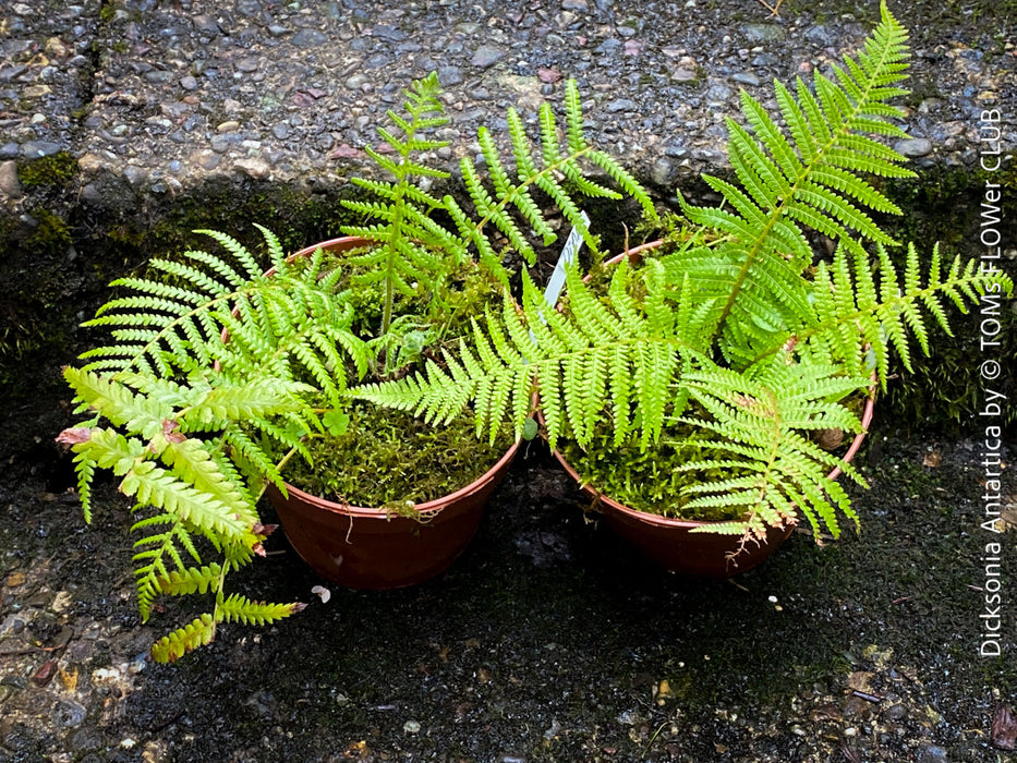 Dicksonia Antartica, tree fern, organically grown tropical plants for sale at TOMs FLOWer CLUB.