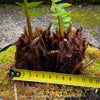 Dicksonia Antartica, tree fern, organically grown tropical plants for sale at TOMs FLOWer CLUB.