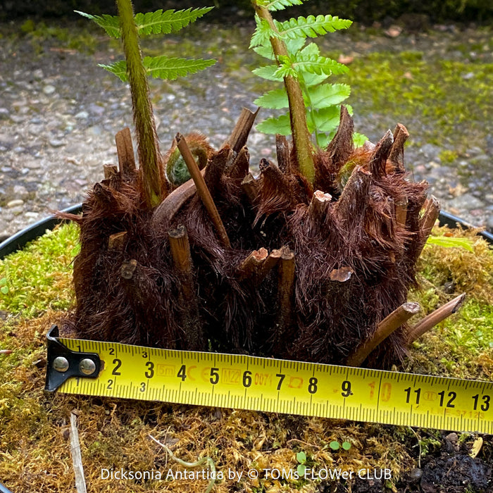 Dicksonia Antartica, tree fern, organically grown tropical plants for sale at TOMs FLOWer CLUB.