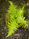 Dicksonia Antartica, tree fern, organically grown tropical plants for sale at TOMs FLOWer CLUB.