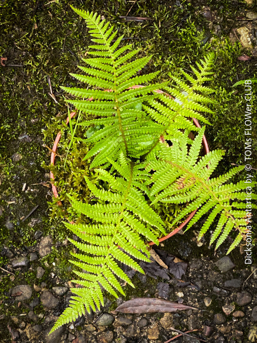 Dicksonia Antartica, tree fern, organically grown tropical plants for sale at TOMs FLOWer CLUB.