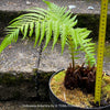 Dicksonia Antartica, tree fern, organically grown tropical plants for sale at TOMs FLOWer CLUB.