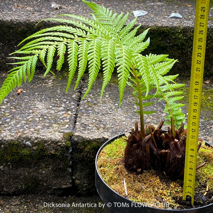 Dicksonia Antartica, tree fern, organically grown tropical plants for sale at TOMs FLOWer CLUB.