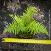 Dicksonia Antartica, tree fern, organically grown tropical plants for sale at TOMs FLOWer CLUB.
