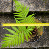 Dicksonia Antartica, tree fern, organically grown tropical plants for sale at TOMs FLOWer CLUB.