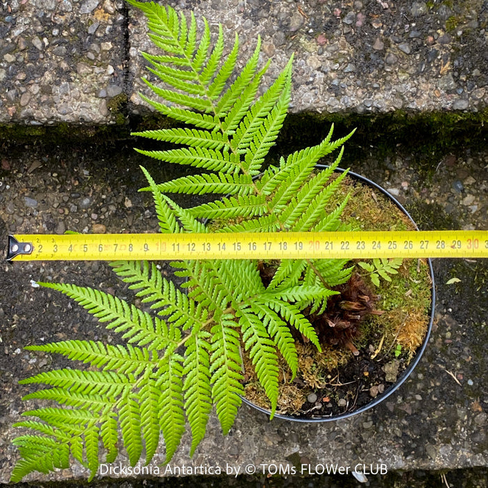 Dicksonia Antartica, tree fern, organically grown tropical plants for sale at TOMs FLOWer CLUB.