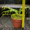 Dicksonia Antartica, tree fern, organically grown tropical plants for sale at TOMs FLOWer CLUB.