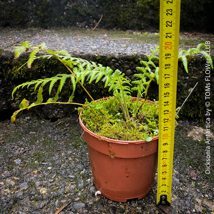 Dicksonia Antartica, tree fern, organically grown tropical plants for sale at TOMs FLOWer CLUB.