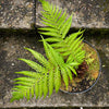 Dicksonia Antartica, tree fern, organically grown tropical plants for sale at TOMs FLOWer CLUB.
