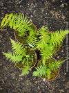 Dicksonia Antartica, tree fern, organically grown tropical plants for sale at TOMs FLOWer CLUB.