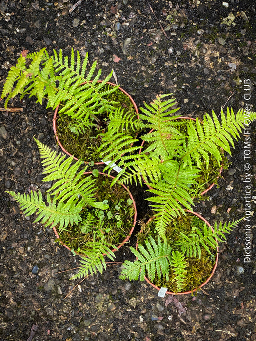 Dicksonia Antartica, tree fern, organically grown tropical plants for sale at TOMs FLOWer CLUB.