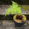 Dicksonia Antartica, tree fern, organically grown tropical plants for sale at TOMs FLOWer CLUB.