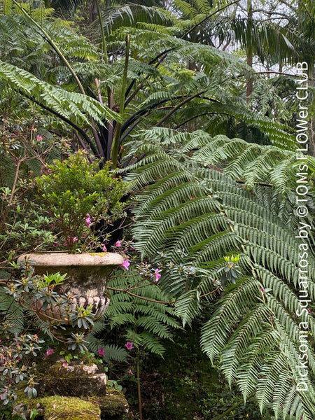 Dicksonia Squarrosa, tree fern, organically grown tropical plants for sale at TOMs FLOWer CLUB.