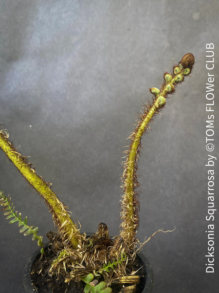 Dicksonia Squarrosa, tree fern, organically grown tropical plants for sale at TOMs FLOWer CLUB.