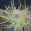 Didierea madagascariensis, organically grown succulent plants from Madagaskar for sale at TOMs FLOWer CLUB.