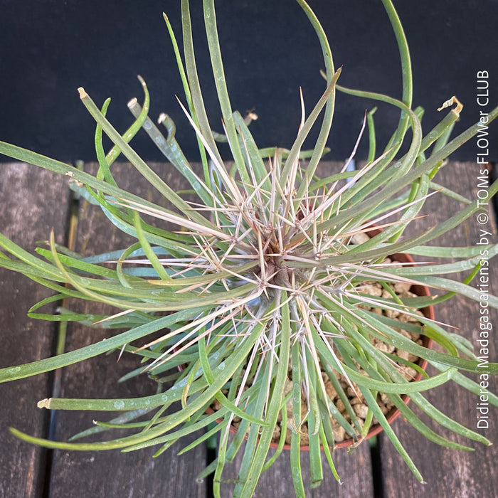Didierea madagascariensis, organically grown succulent plants from Madagaskar for sale at TOMs FLOWer CLUB.
