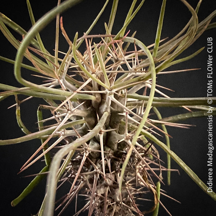 Didierea madagascariensis, organically grown succulent plants from Madagaskar for sale at TOMs FLOWer CLUB.