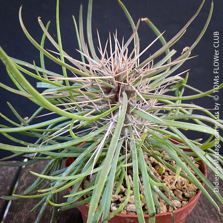 Didierea madagascariensis, organically grown succulent plants from Madagaskar for sale at TOMs FLOWer CLUB.