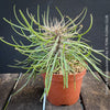 Didierea madagascariensis, organically grown succulent plants from Madagaskar for sale at TOMs FLOWer CLUB.