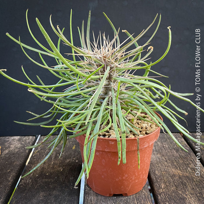 Didierea madagascariensis, organically grown succulent plants from Madagaskar for sale at TOMs FLOWer CLUB.