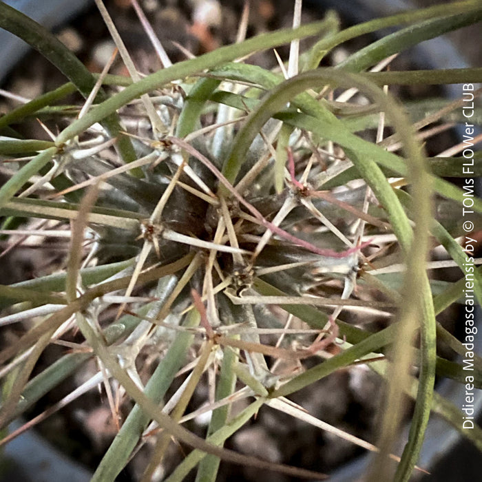 Didierea madagascariensis, organically grown succulent plants from Madagaskar for sale at TOMs FLOWer CLUB.