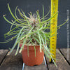 Didierea madagascariensis, organically grown succulent plants from Madagaskar for sale at TOMs FLOWer CLUB.