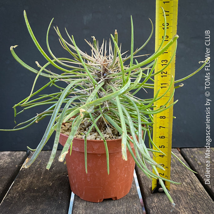 Didierea madagascariensis, organically grown succulent plants from Madagaskar for sale at TOMs FLOWer CLUB.