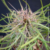 Didierea madagascariensis, organically grown succulent plants from Madagaskar for sale at TOMs FLOWer CLUB.